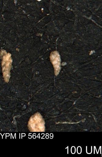 Verneuilina canadensis