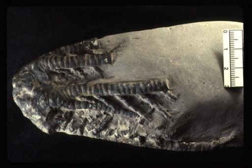 Barycrinus hoveyi