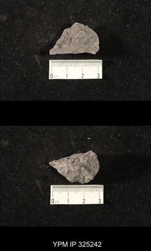 Phestia sp.