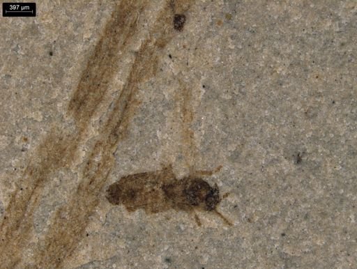 taxon undetermined