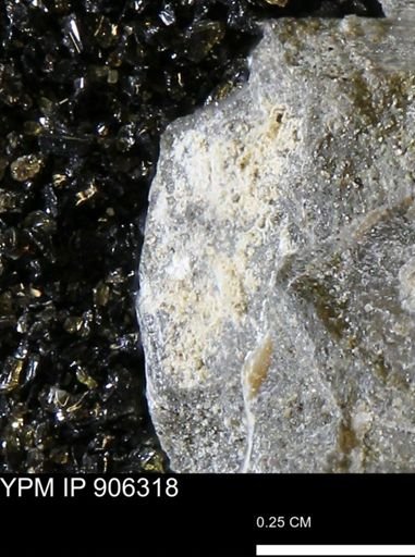 Mollusca?