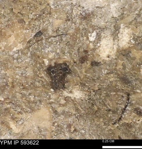 undet. Mollusca