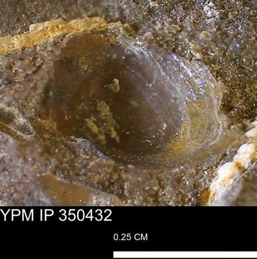 undet. Bivalvia