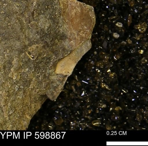 undet. Mollusca
