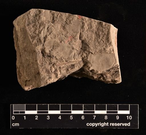 Equisetites subolatus
