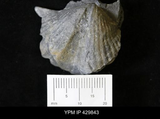 Spinocyrtia granulosa