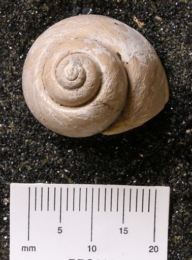 Euspira rectilabrum