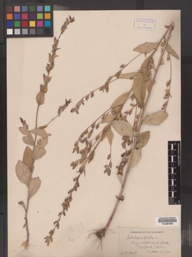 Lobelia inflata