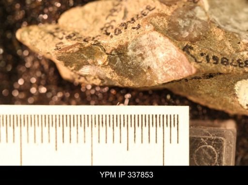 undet. Bivalvia