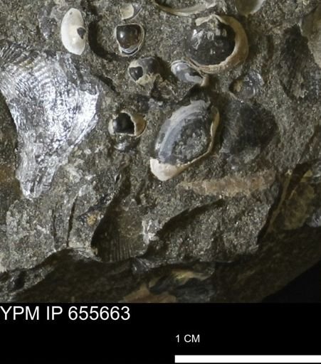Nuculanidae?