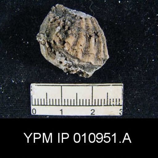 Meekella hessensis