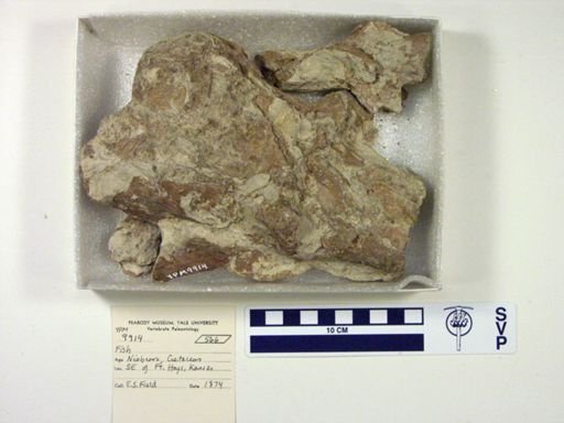 Xiphactinus sp.