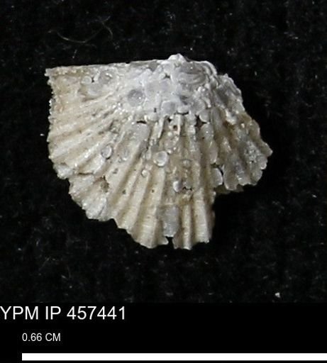 Stropheodonta sp.