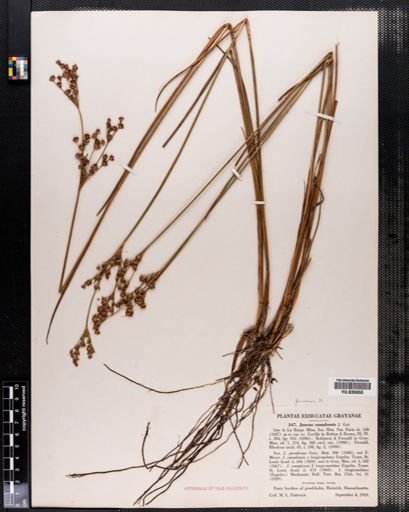 Juncus canadensis