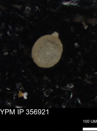 undet. Foraminiferida