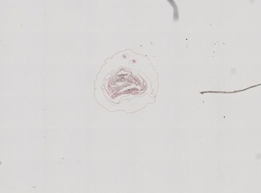 Prenolepis imparis