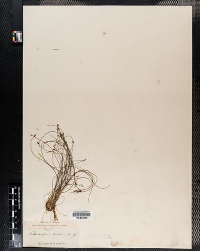 Eleocharis