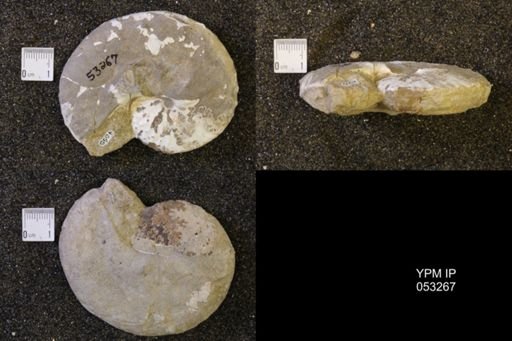 Discoscaphites conradi