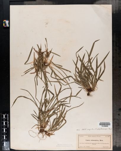 Carex abscondita