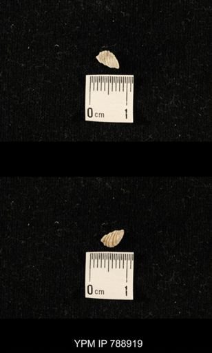 undet. Brachiopoda