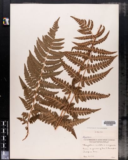 Dryopteris cristata