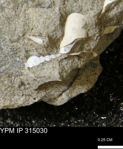 undet. Bivalvia