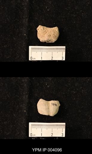 Productus sp.