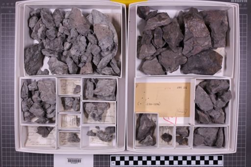 mixed taxa, stratigraphic collection
