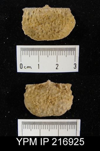 Juresania sp.