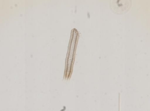 Amnicola limosus