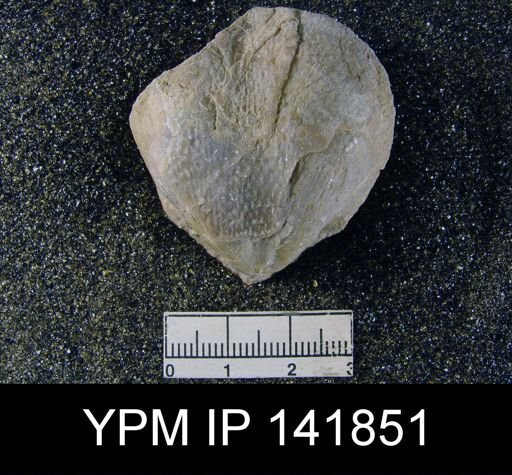 Productus (Waagenoconcha) purdoni