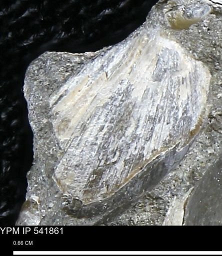 Limopsis striatopunctatus