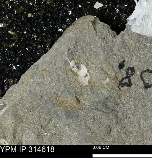 undet. Gastropoda