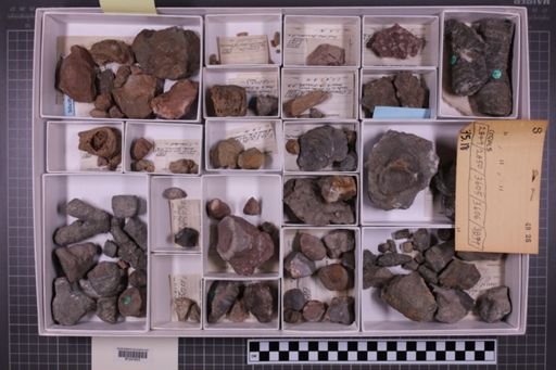 mixed taxa, stratigraphic collection