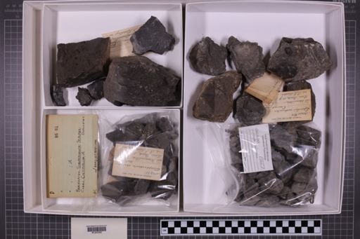 mixed taxa, stratigraphic collection