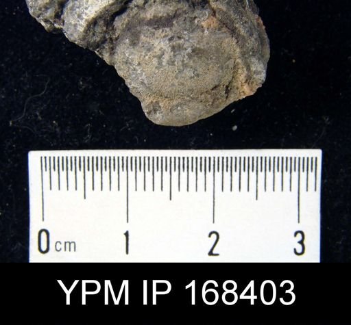 Stropheodonta perplana