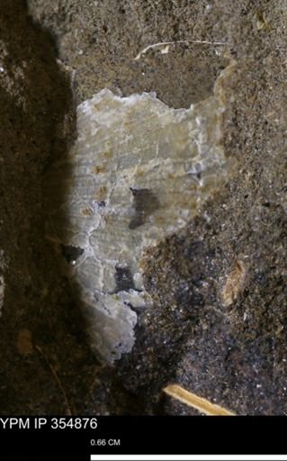 Bivalvia