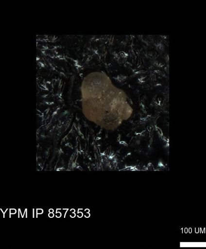 undet. Foraminiferida