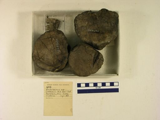 Mosasaurus