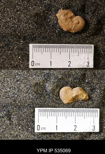 Scaphites cf. hippocrepis