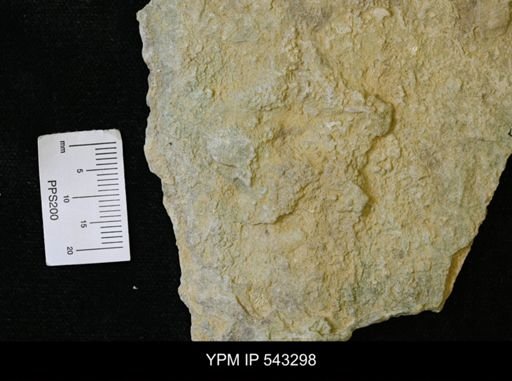 Asteriacites sp.