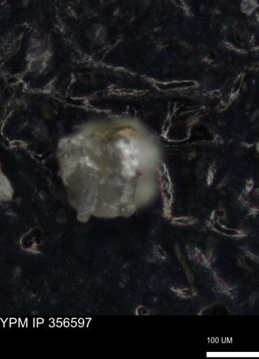 undet. Foraminiferida
