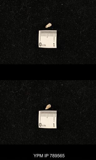 undet. Bryozoa