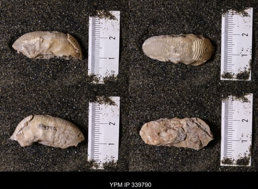 Scaphites whitfieldi