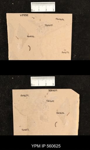 undet. Diptera
