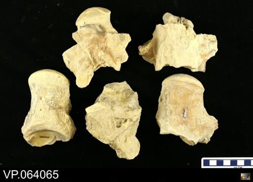 undet. Mosasauridae