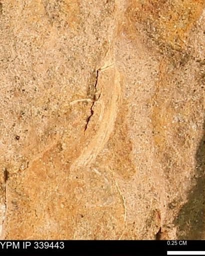undet. Mollusca