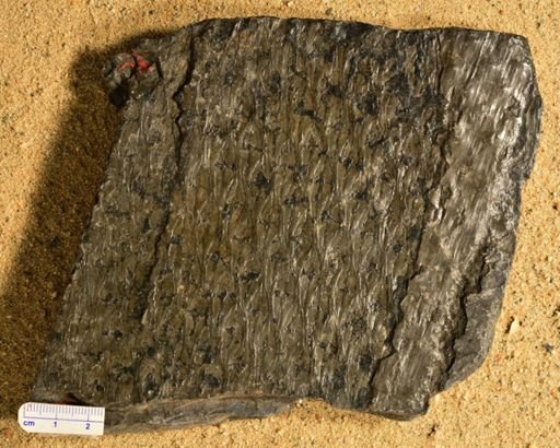 Lepidodendron sp.