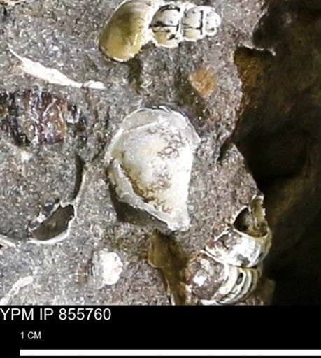 undet. Mollusca