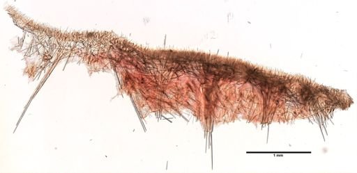 Polymastia boletiformis